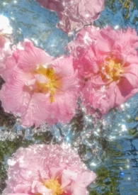 涉江采芙蓉原文及翻译注释赏析及赏析